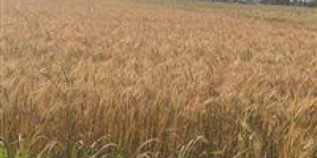 في
أول
أيام
التوريد
..
صوامع
وشون
الشرقية
تستقبل
٤٦٧
طن
٦٩٠
كيلو
قمح
محلي