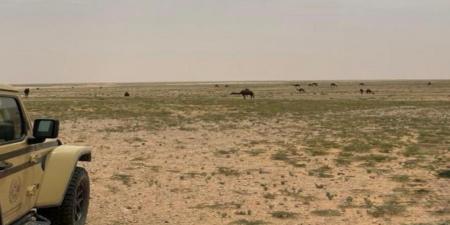 الأمن البيئي يضبط مخالفين لإشعال النار والرعي في محميات طبيعية
