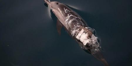 مشاهد الدلافين تعزز الجاذبية السياحية لفرسان