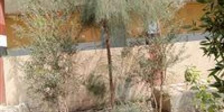 ضمن
      مبادرة
      100
      مليون
      شجرة..
      محافظة
      قنا
      تطلق
      مشروع
      "تكويد
      الأشجار"
      وتكثف
      حملات
      التوعية