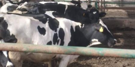 الزراعة:
      تحصين
      أكثر
      من
      3
      مليون
      رأس
      ماشية
      ضمن
      الحملة
      القومية
      ضد
      الجلد
      العقدي
      وجدري
      الأغنام