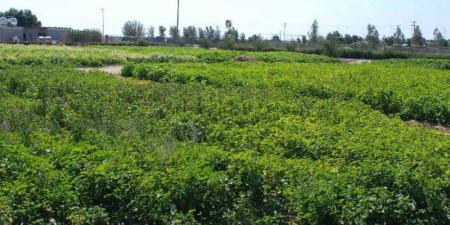 حظر التصرف في كافة أنواع الحيازات الزراعية والحيوانية