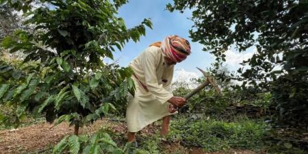 توسع زراعة البن في عسير