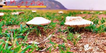 المركز الوطني للغطاء النباتي يحذر من فطر سام في الرس