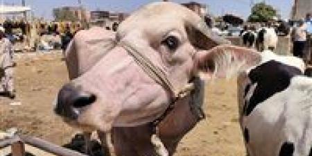 ما
      العيوب
      التي
      تمنع
      صحة
      الأضحية؟..
      أمين
      الفتوى
      يجيب