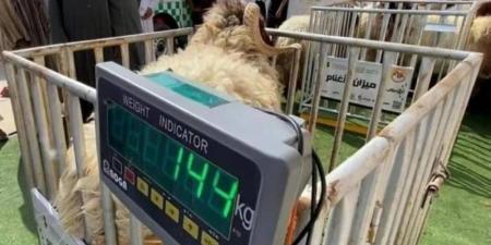 البيع العشوائي يقاوم الميزان في أسعار الأضاحي