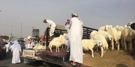 120 ألف أضحية ترفع جاهزية بيئة الرياض