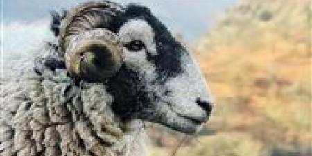 الحبس
      والغرامة
      ومصادرة
      الأضحية
      عقوبات
      الذبح
      خارج
      المجازر
