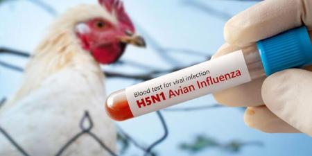 أستراليا ترصد لأول مرة سلالة H5N1 شديدة العدوى من إنفلونزا الطيور في برّها الرئيسي
