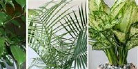 “ثورة
      خضراء
      داخل
      المنزل"..
      كيف
      تهزم
      النباتات
      التوتر؟