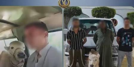 هزار
قلب
بـ"كلبشات"،
القصة
الكاملة
لميكروباص
الركاب
الذي
تحول
لحظيرة
مواشي
بالبحيرة