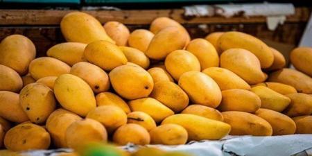 أسعار
      المانجو
      اليوم،
      6
      أصناف
      "تغري"
      المصريين
      والعويسي
      لـ"الفرجة"