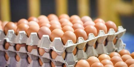 سعر كرتونة البيض اليوم الخميس في بورصة الدواجن