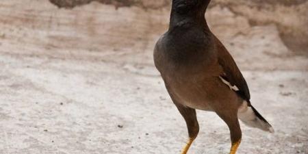 اصطياد 12844 من طائر المينا الغازي منذ مطلع العام