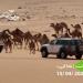 محمية الإمام عبدالعزيز بن محمد الملكية: منع الرعي دون تصاريح وتطبيق العقوبات على المخالفين