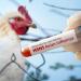 أستراليا ترصد لأول مرة سلالة H5N1 شديدة العدوى من إنفلونزا الطيور في برّها الرئيسي
