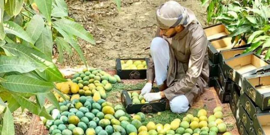 المانجو تتصدر قائمة الفواكه المصدرة بـ14 ألف طن خلال الأسبوع الماضي