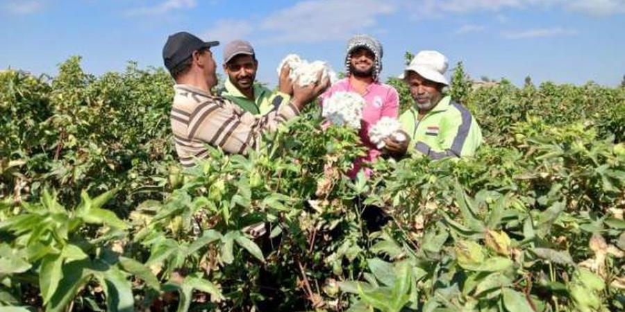 أخبار القطن اليوم في المحافظات.. سعر القنطار وتفاصيل المزاد القادم