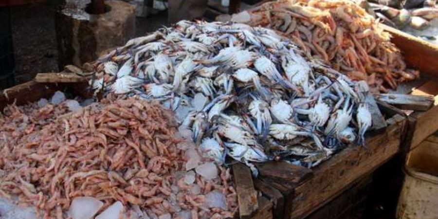 أسعار الأسماك اليوم الجمعة 22-11-2024 في سوق المنيب بالجيزة