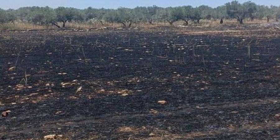مستوطنون يحرقون 40 دونما مزروعة بالقمح في بلدة سبسطية قرب نابلس