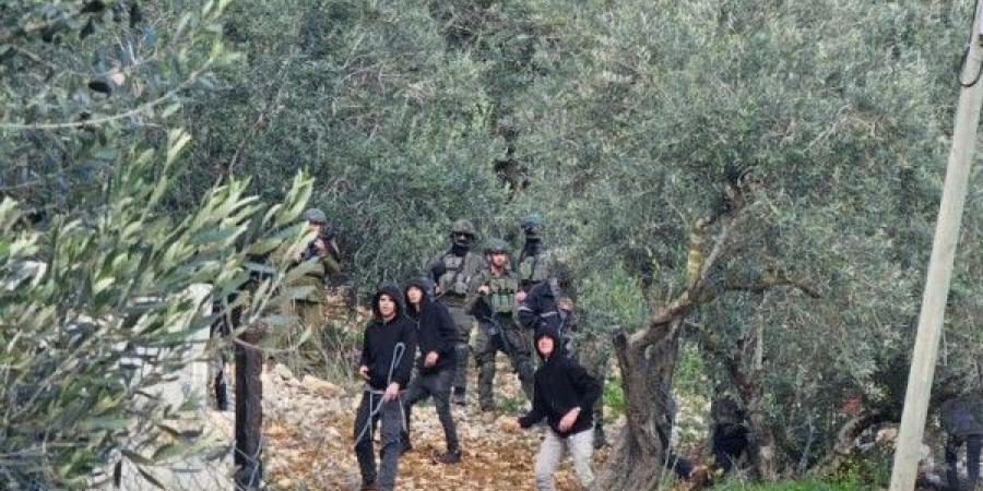 نصفها مرتبط بموسم الزيتون.. (أوتشا) توثّق 71 هجوما للمستوطنين في الضفة خلال أسبوع