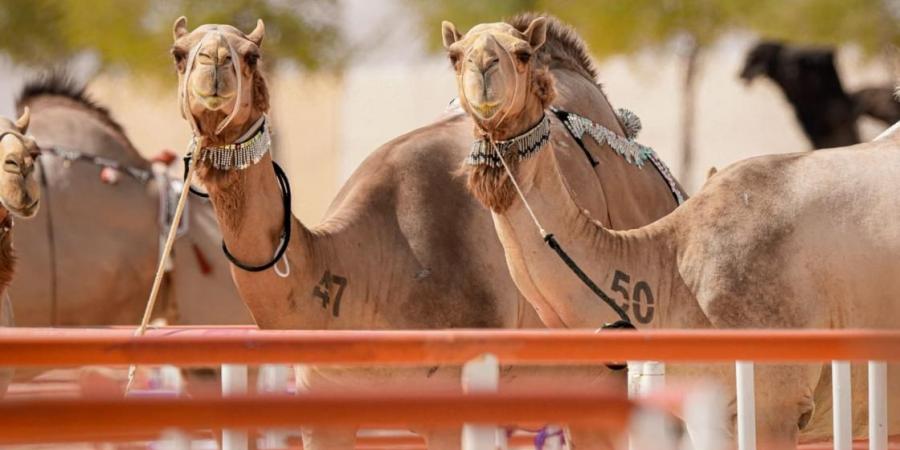 انطلاق الدورة الـ19 من مهرجان الظفرة 27 أكتوبر