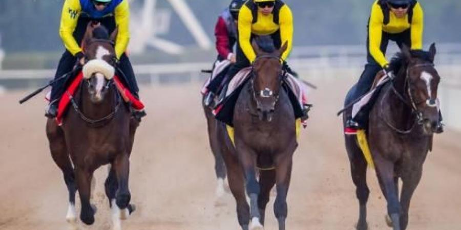 إعلان تفاصيل «السباق التجريبي» الخامس بمضمار ميدان