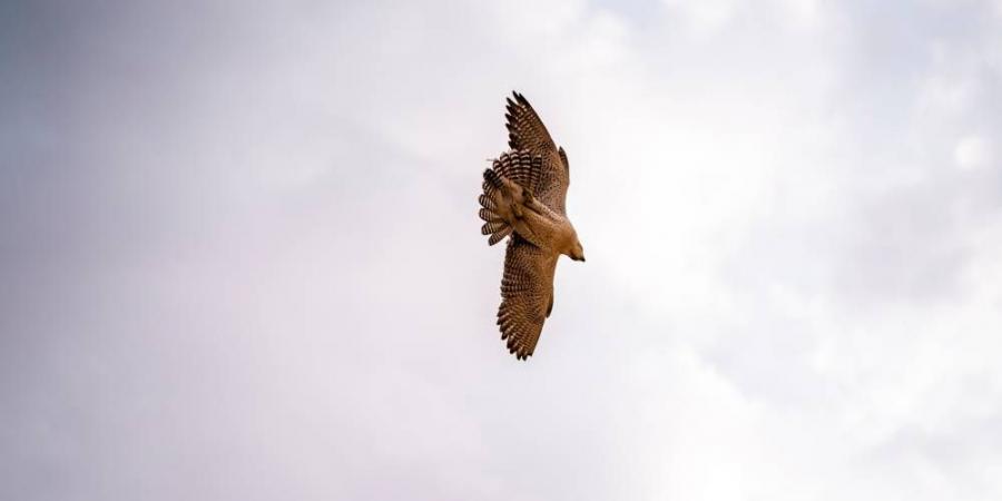 سباق الصقور يواصل التحليق في مهرجان ليوا