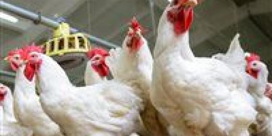 هبوط
      كبير
      في
      أسعار
      الدواجن
      والبيض
      بالأسواق
      اليوم
      السبت