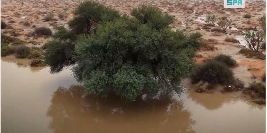 تدخل بيئي لمواجهة مخالفات الكشتات