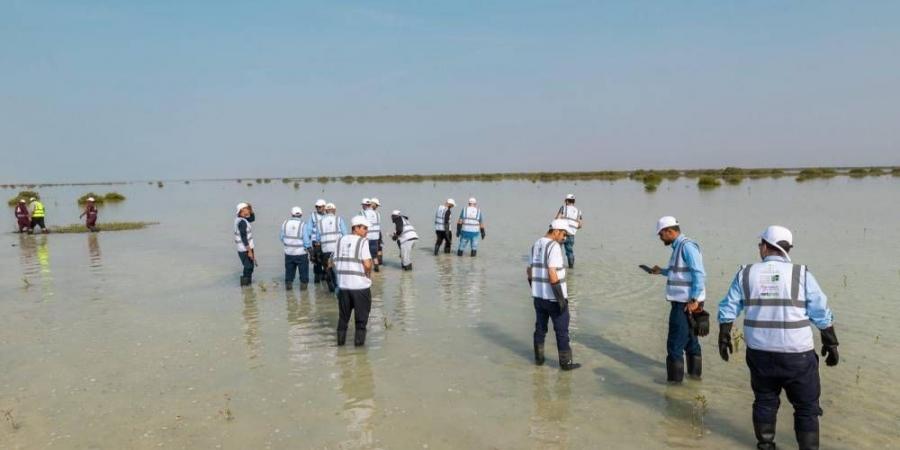 المانجروف الرقمية على شواطئ رابغ