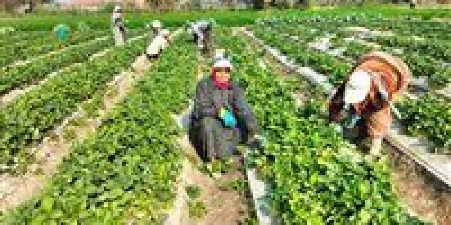 كفاح
      وسط
      الحقول
      والبرد..
      حكاية
      «السيدة»
      وسط
      حقول
      الفراولة
      في
      الشرقية