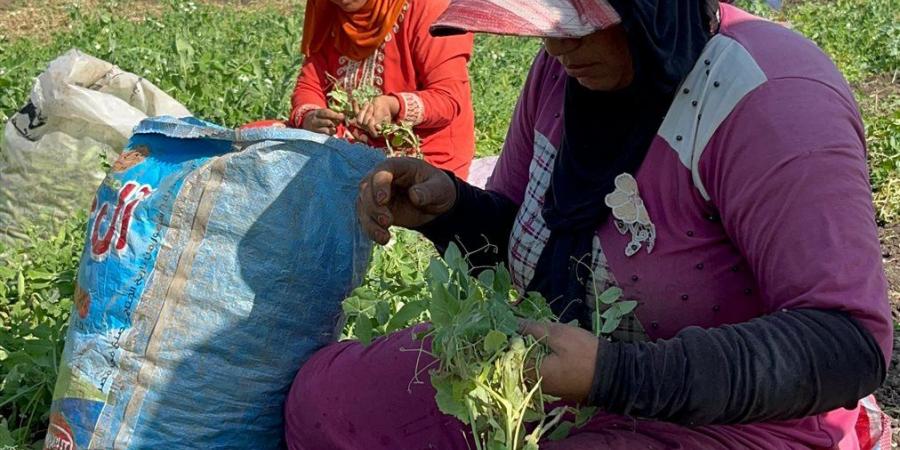 ستات كفر الشيخ .. بطلات خلف الستار يحملن البيوت على أكتافهن