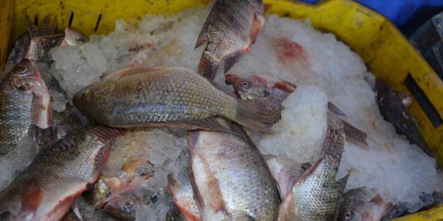 بسعر ٢٥ جنيه.. طرح أسماك طازجة بمحافظة الوادي الجديد