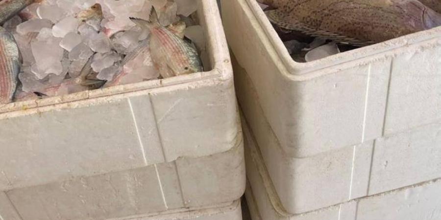 ضبط 594 كجم أسماك فاسدة