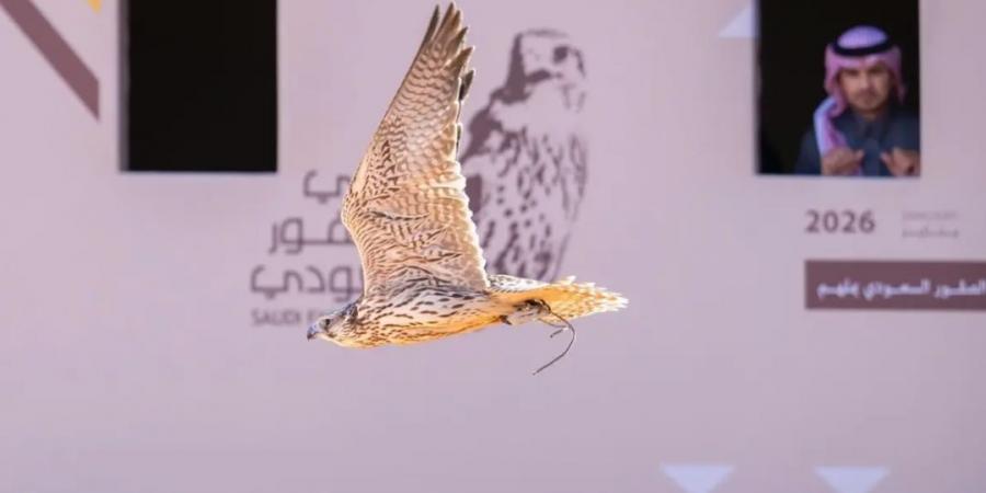 ختام الأشواط التأهيلية بنخبة المحليين في اليوم الثامن لمهرجان الملك عبدالعزيز للصقور 2025