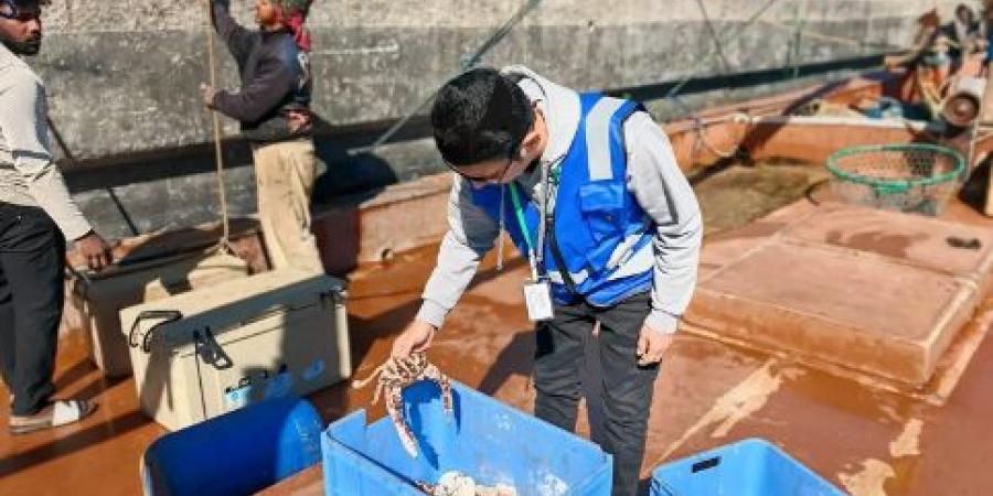 حملة رقابية تستهدف 12 مرفأ صيد بالشرقية لحماية الموارد البحرية