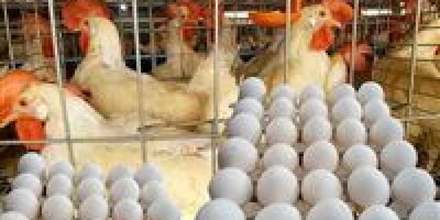 ارتفاع مفاجئ في أسعار الدواجن اليوم الخميس أول أيام العام الجديد (تحديث)