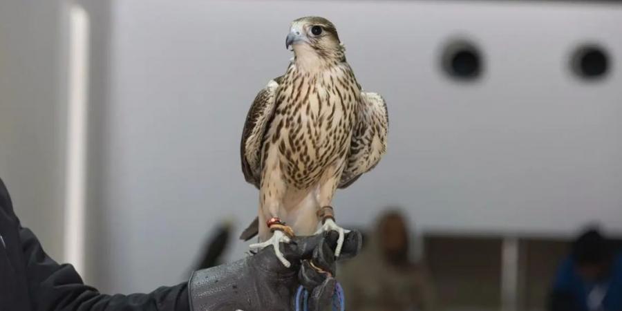 تتويج نخبة المحليين في 12 كأسًا بمهرجان الملك عبدالعزيز للصقور 2025