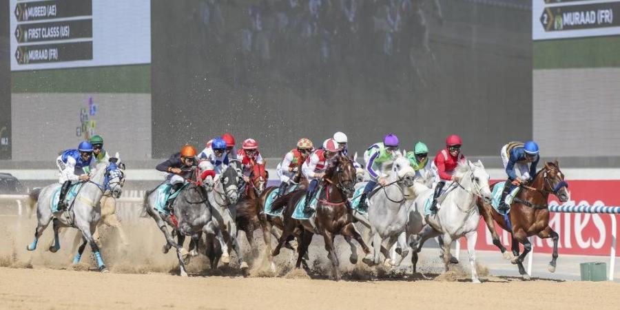 «ميدان» يستضيف السباق التجريبي الختامي للخيول العربية