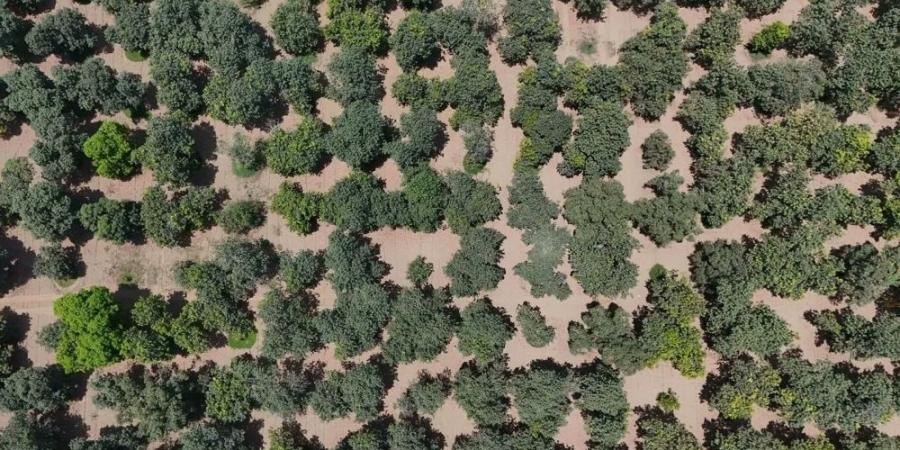 مانجو جازان: إنتاج يفتح فرصا واعدة في التصنيع الغذائي