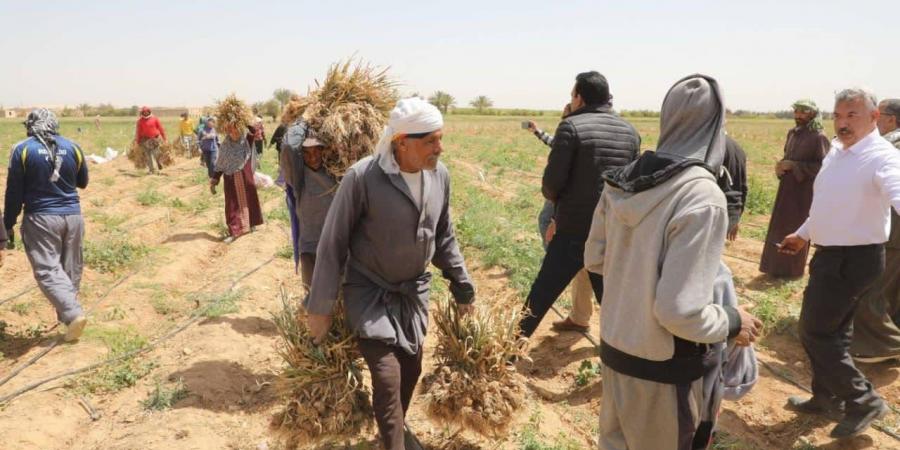 «ثوم المنيا» يكتب قصة نجاح جديدة.. المحافظ يشهد حصاد 18 ألف فدان ببلنصورة ويوجه بحزمة دعم عاجلة للمزارعين