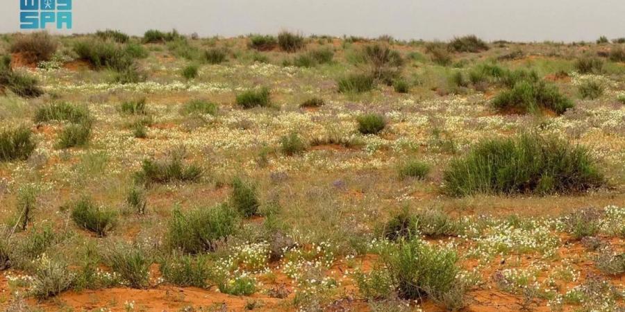 متنزه حلي البري بالقنفذة.. إعادة تأهيل نوعية تعيد تشكيل المشهد البيئي وتعزز جودة الحياة