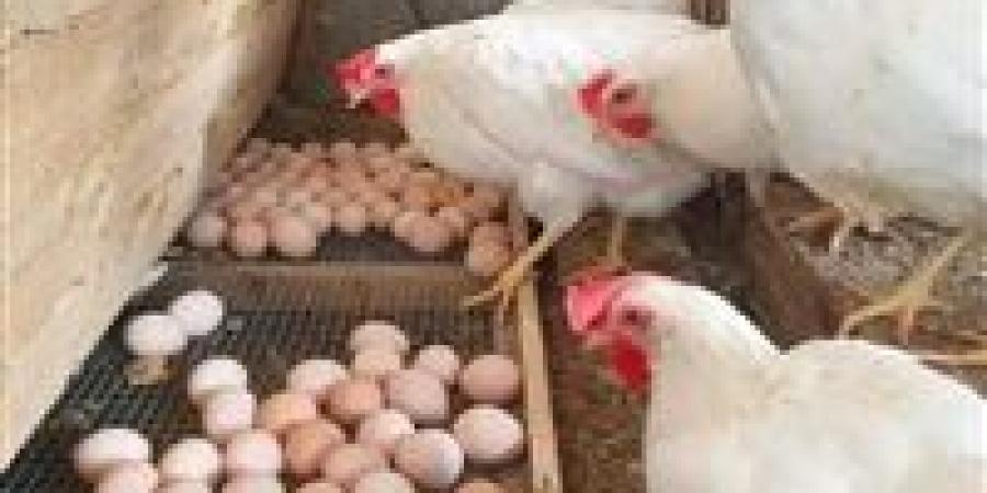 انخفاض
      أسعار
      البيض
      والدواجن
      في
      مصر
      رغم
      زيادة
      الطلب
      خلال
      الأعياد