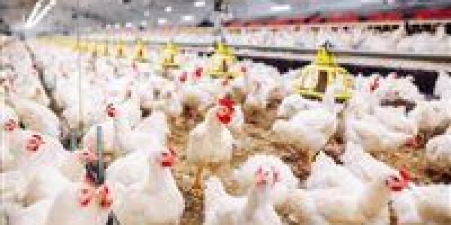 هدوء مفاجئ في أسعار الفراخ اليوم.. استقرار شامل يسيطر على الأسواق بعد موجة تراجع