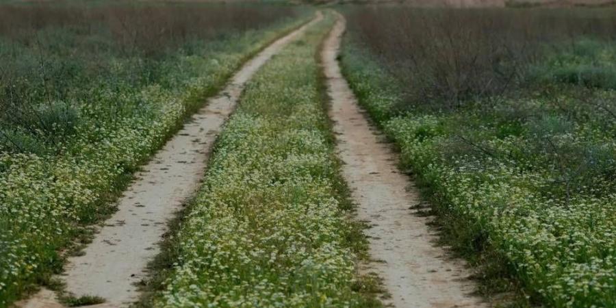 الأقحوان تكسو الحدود الشمالية