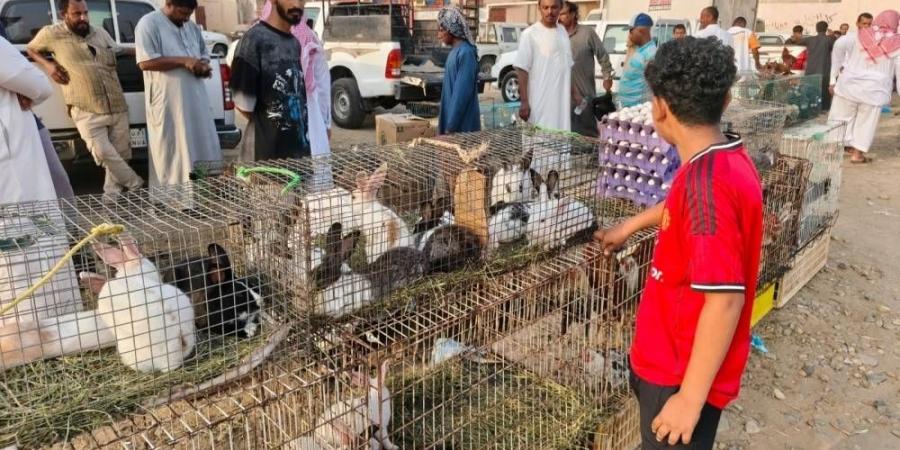 مطالبات بإنشاء سوق للطيور وبلدية الدرب: خارج اختصاصنا