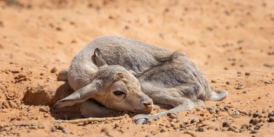 55 مولودا جديدا يعزز الحياة الفطرية في محميتي الإمام عبدالعزيز بن محمد والملك خالد الملكيتين