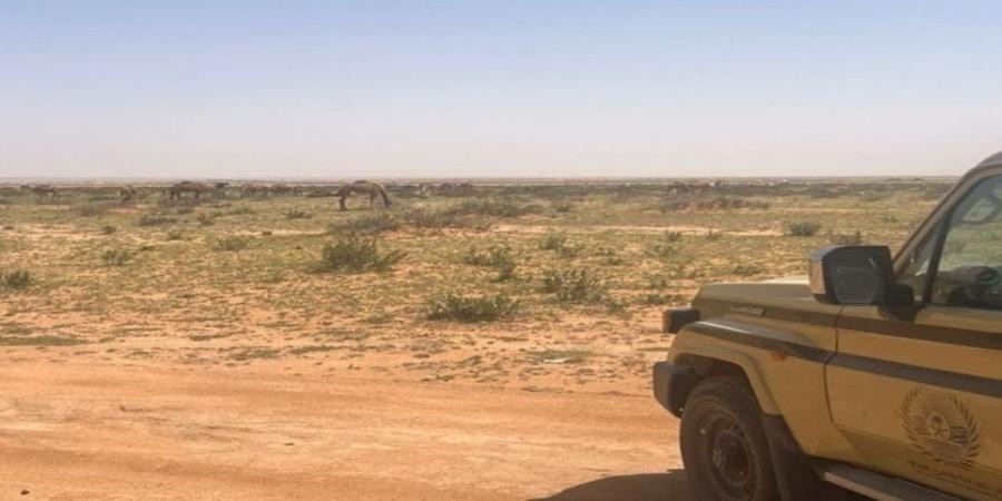 الأمن البيئي يضبط مخالفين لنظام البيئة في محميتي الملك عبدالعزيز وطويق ويطبق الغرامات النظامية