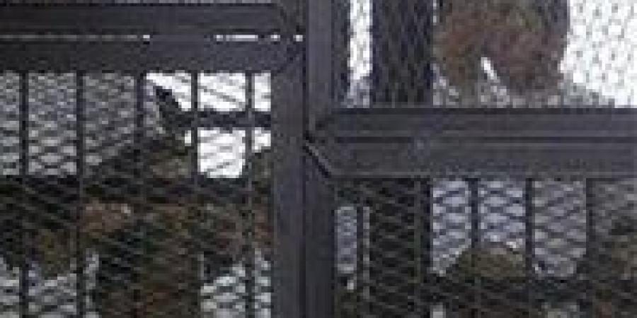 فض
      الأحراز
      يقترب..
      تأجيل
      محاكمة
      الهيكل
      الإداري
      لجلسة
      يونيو